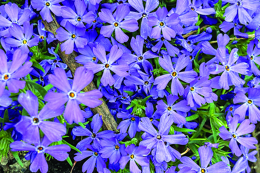 Tiny Spaces, Big Impact - Cooperative Living