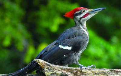 The Pileated Woodpecker