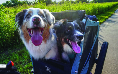 The Dog (and Cat) Days of Summer