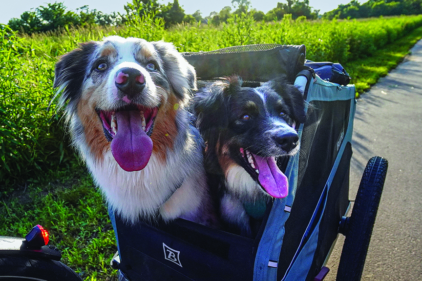 The Dog (and Cat) Days of Summer