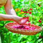 woman picks red berries