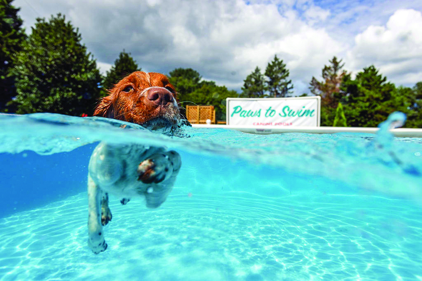 See Spot Swim