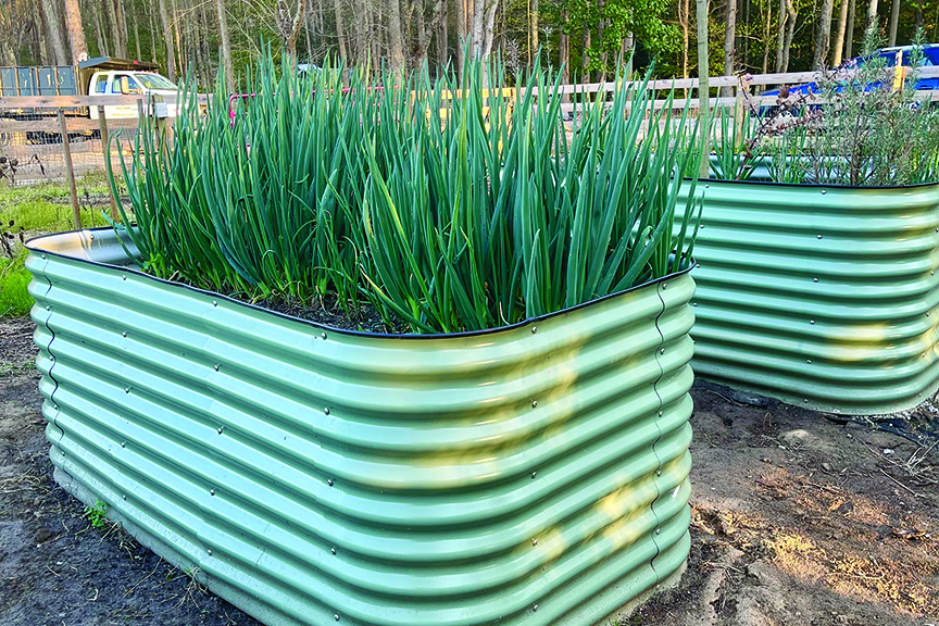 Plants with long upright green leaves are seen in a modular metal garden bed.
