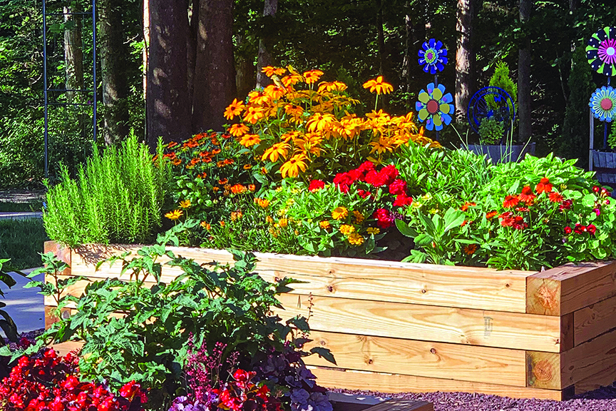 Colorful flowers bloom out of raised beds made using cedar timber
