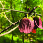 Flowers bloom on a pawpaw tree.