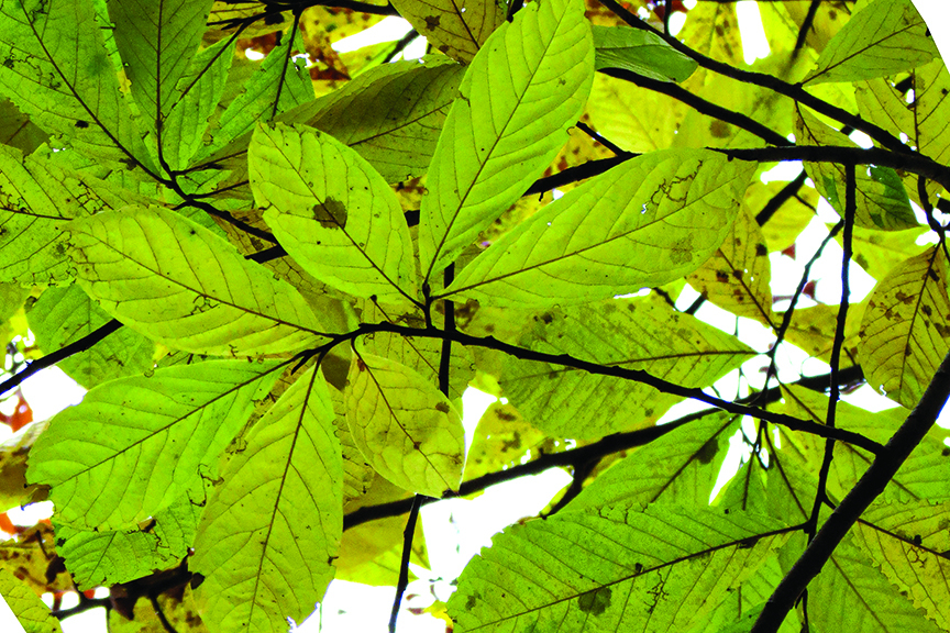 Pawpaw leaves are shown with vivid green hues in the fall