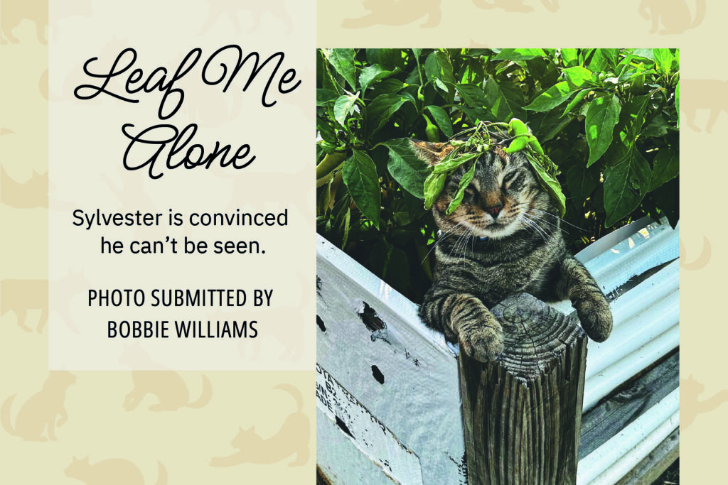 A cat is nearly camouflaged with green plants and leaves