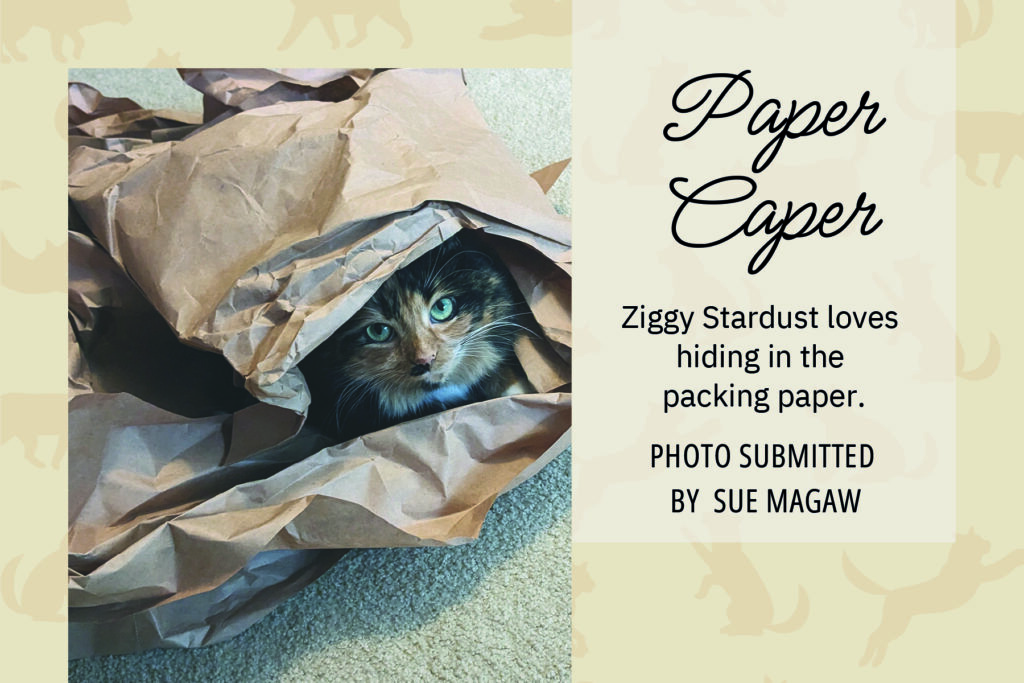 A multi-colored cat peeks out from layers of packing paper