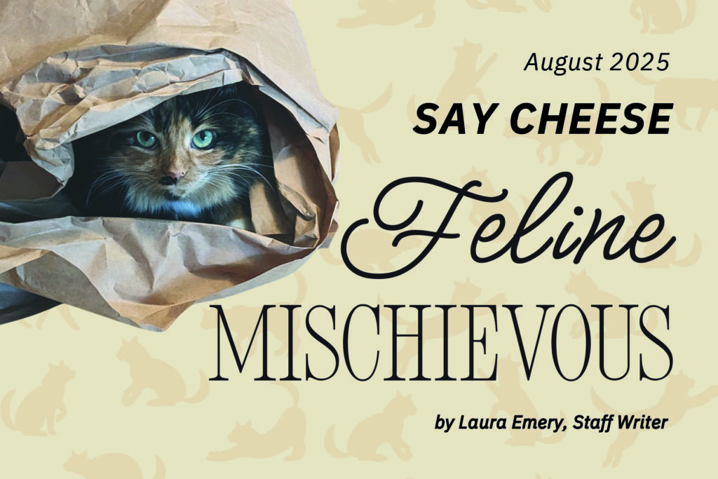 Title page for Say Cheese: Feline Mischievous showing cat wrapped in packing paper