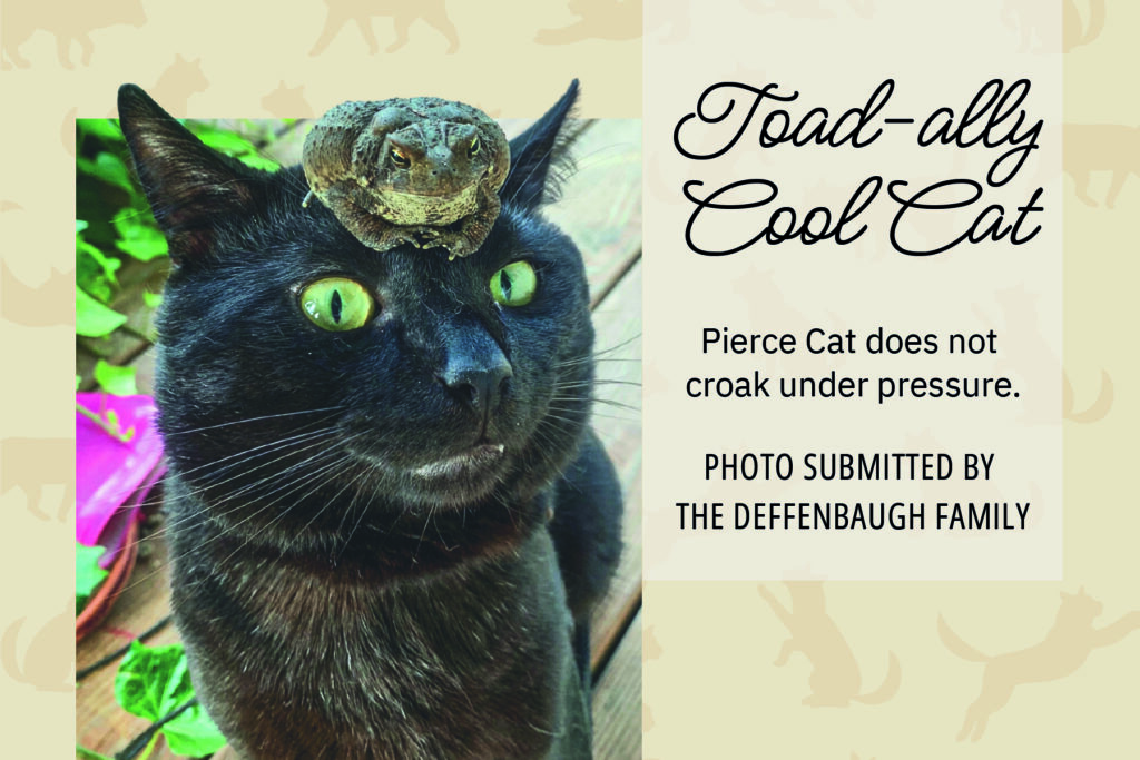 A toad perches on the head of a black cat