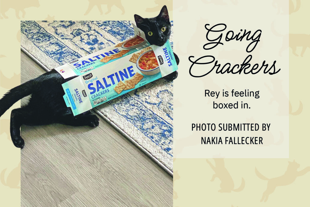 A cat stretches inside saltines box