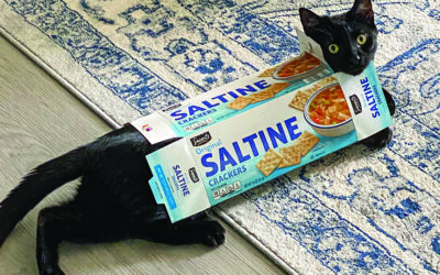 Feline Mischievous