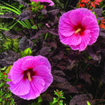 ‘Edge of Night’ hardy hibiscus, a bright pink flower, shown among its deep purple foliage.