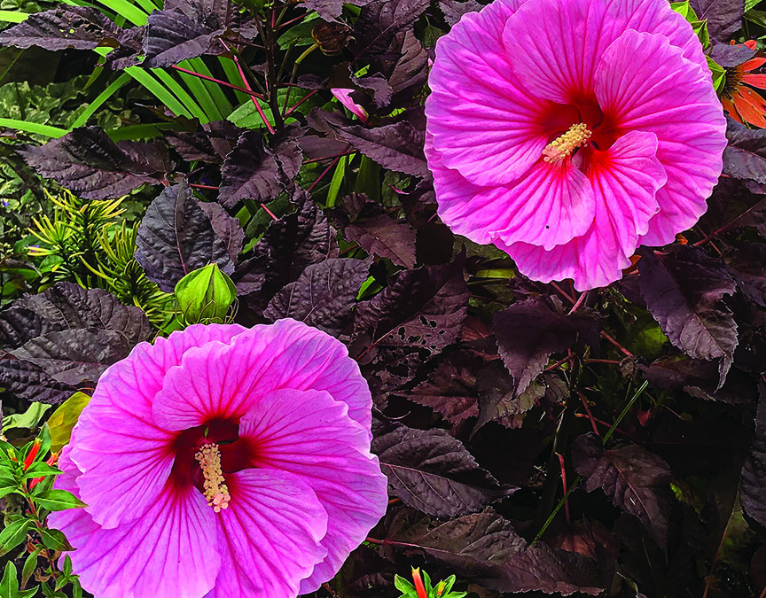 Picking and Planting