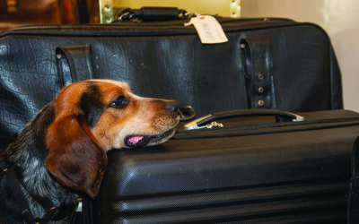 Detector Dogs