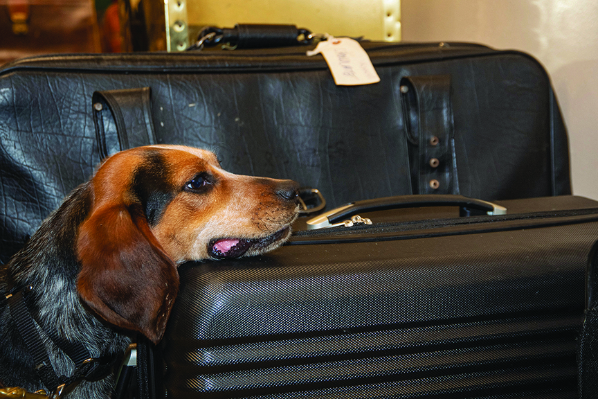 Detector Dogs
