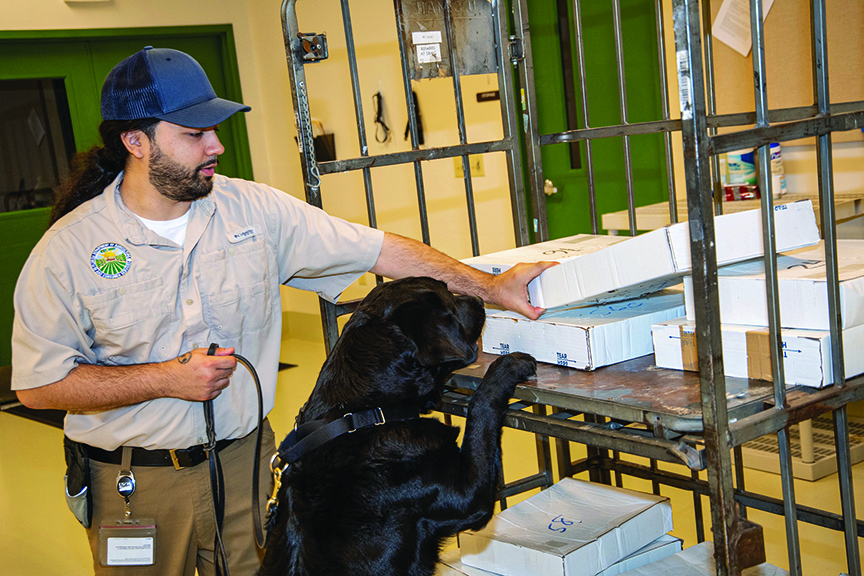 Handler works with black lab who is sniffing packages