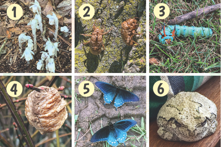 A collage of natural finds: the ghostly white Indian pipe plant, the empty shell of a cicada, a vibrant hickory horned devil caterpillar, a textured praying mantis egg case, striking pipevine swallowtail butterflies, and a camouflaged gray tree frog