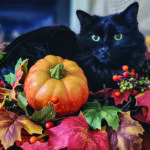 black cat sitting in the middle of autumn centerpiece
