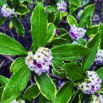 a rounded, evergreen shrub with clusters of small purple-ish flowers