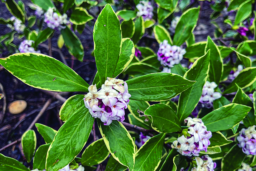 a rounded, evergreen shrub with clusters of small purple-ish flowers