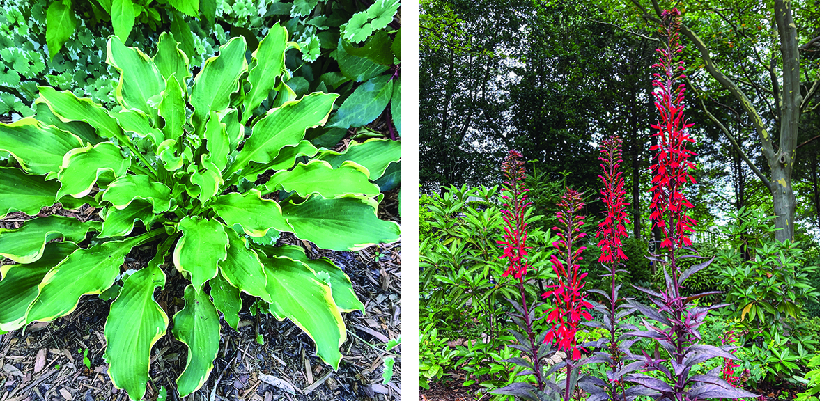 The whimsical wavy foliage of hosta ‘Wheee!’; 