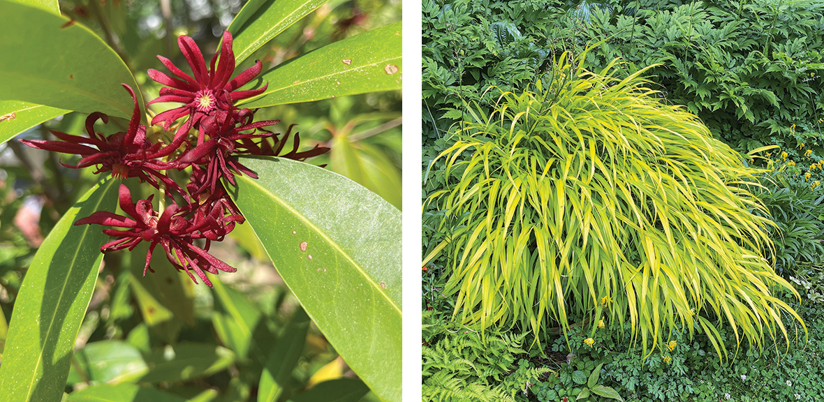 Red Illicium ‘Woodland Ruby’ in bloom on left; vibrant green Golden Japanese forest grass