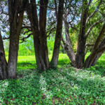 Several tree trunks on a green lawn