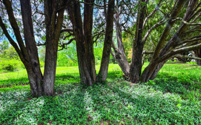 The Magic of Trees