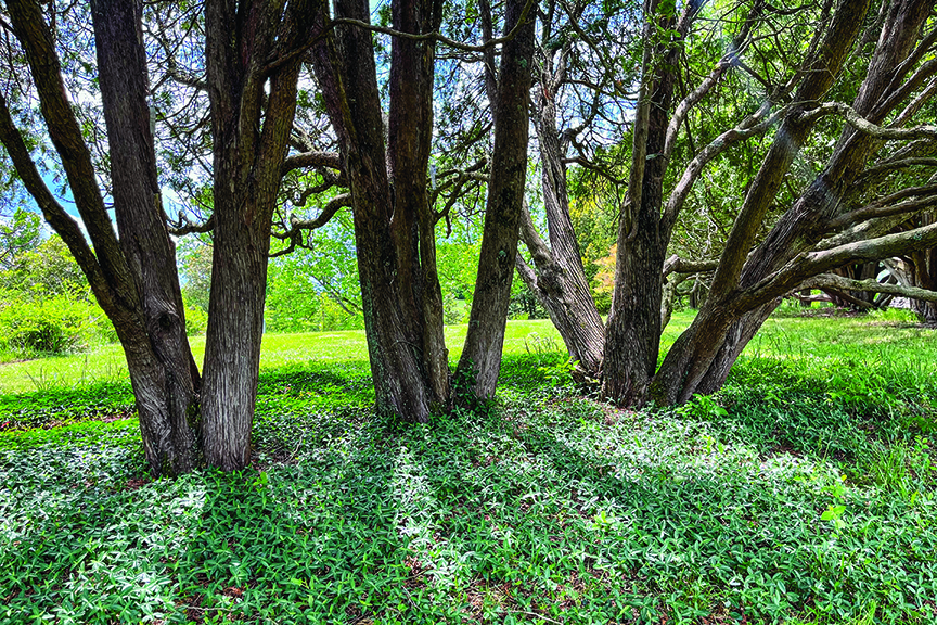 Several tree trunks on a green lawn
