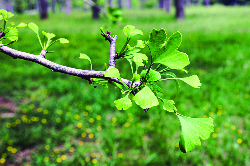 A ginko tree branch