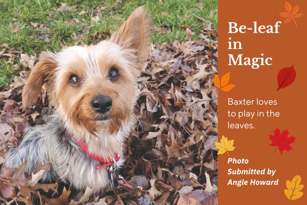 Small dog plays in leaves
