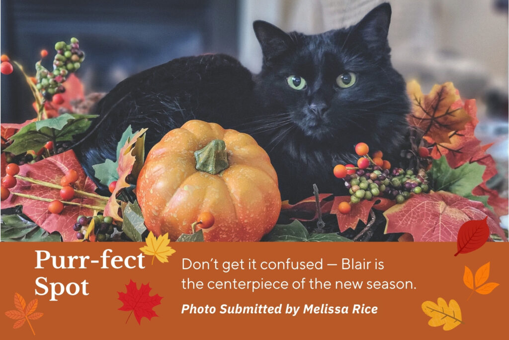 Cat sits among fall centerpiece