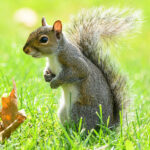 Eastern gray squirrel on green lawn