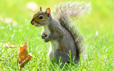 Gray, flying or fox: Squirrels are expert hoarders