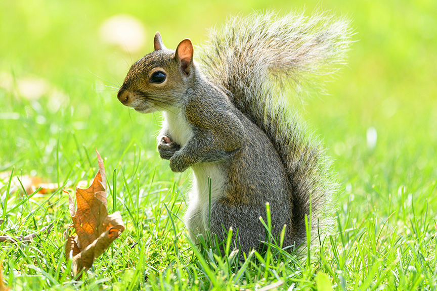 Gray, flying or fox: Squirrels are expert hoarders
