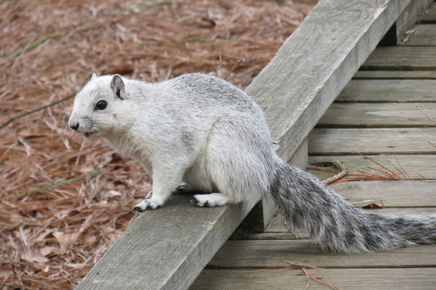 Delmarva fox squirrel 