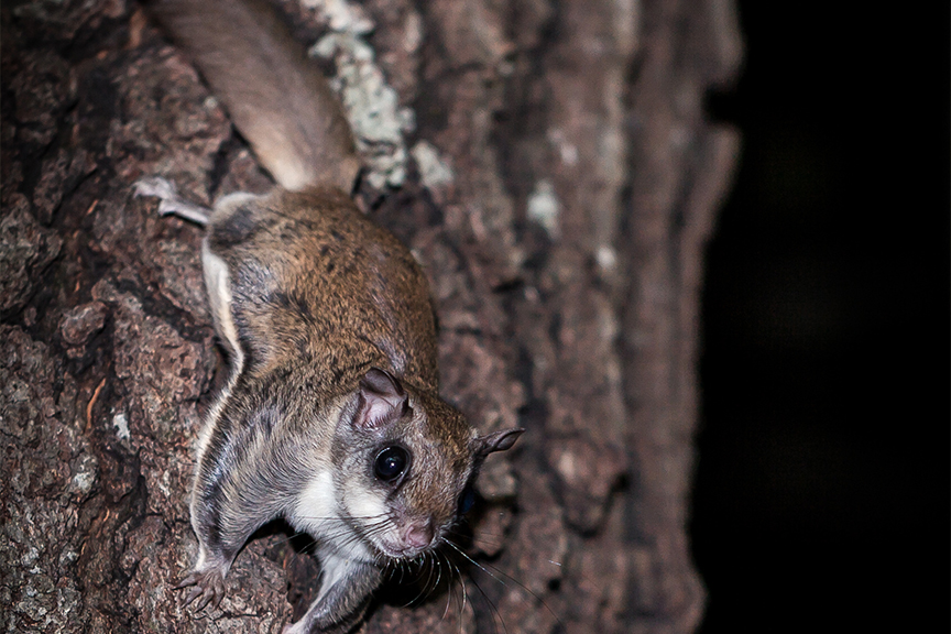southern flying squirrel