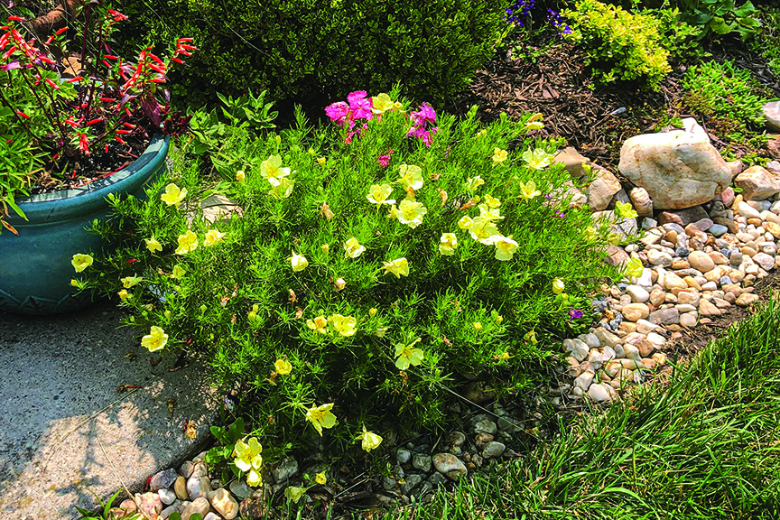 Plant has small yellow flowers and soft green foliage.