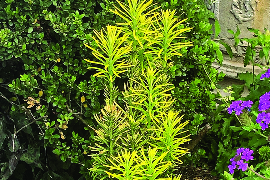 Evergreen shrub with an upright, columnar growth habit and striking golden-green foliage