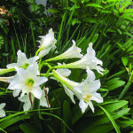 The Formosa lily is a long-lived winner with incredible fragrance and flowers similar to Hippeastrum, but it grows on stalks that are 6 to 7 feet tall.