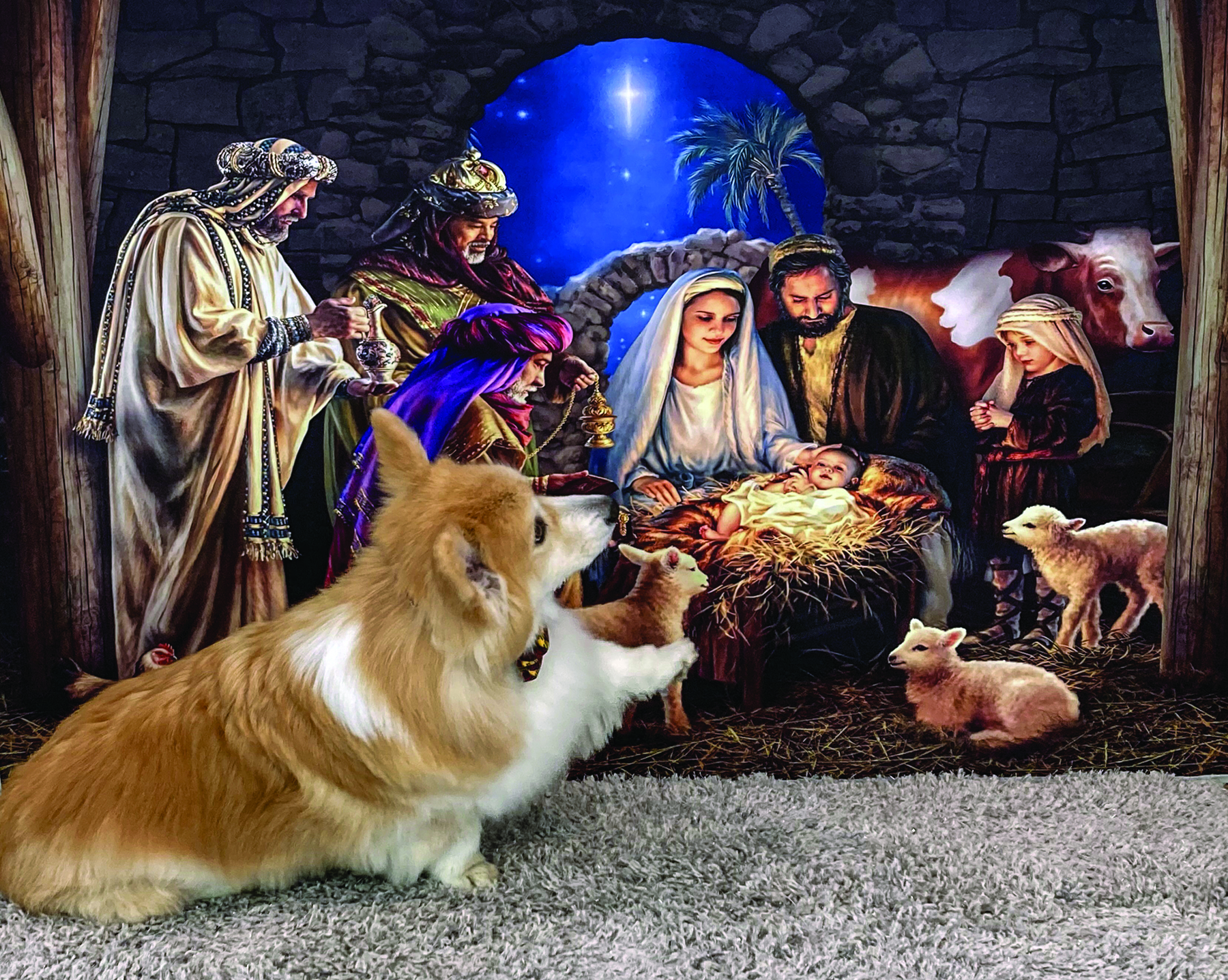 Corgi paws at a Nativity illustration