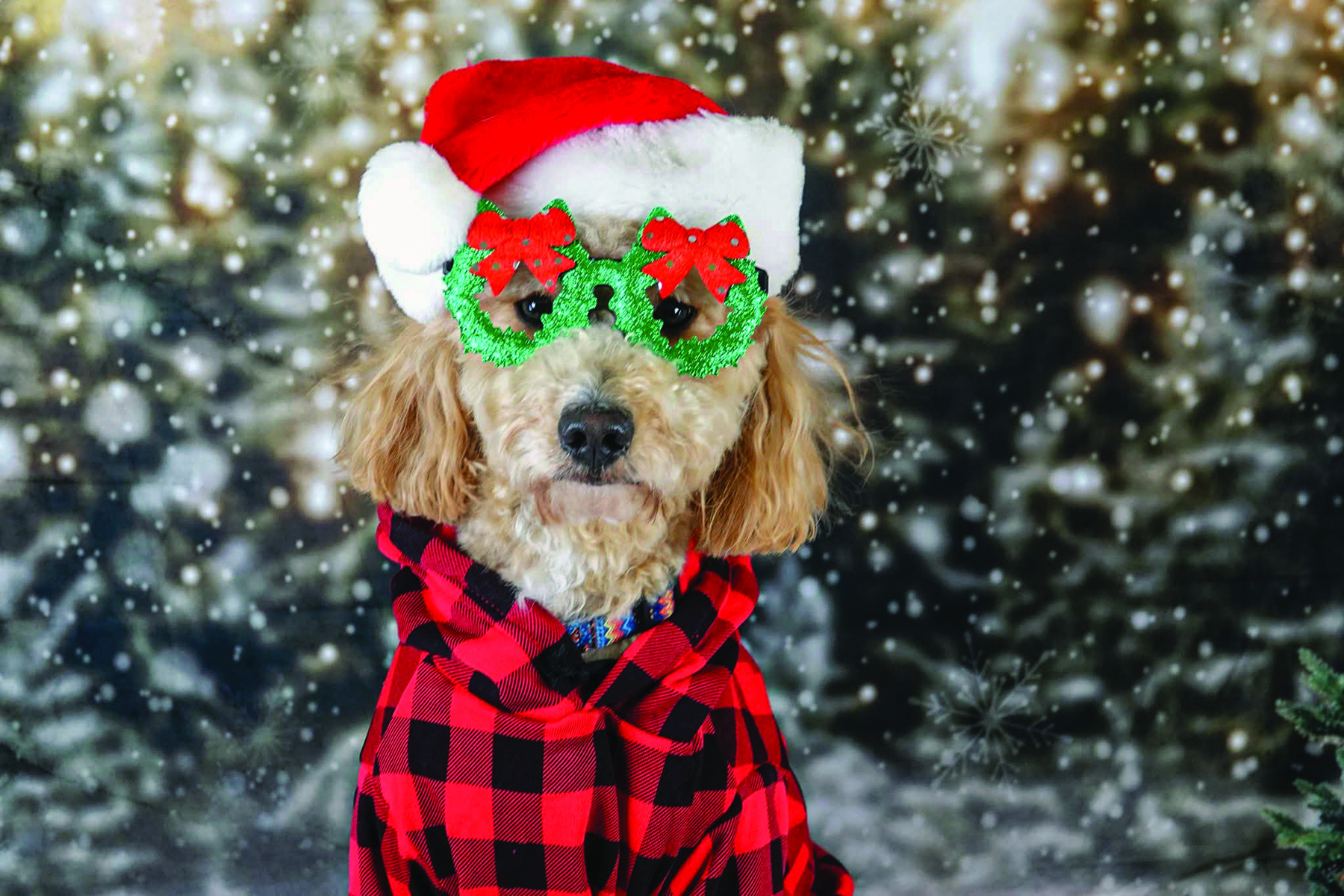 A golden doodle wears a Santa hat, holiday wreath glasses, an da red and black plaid hoodie