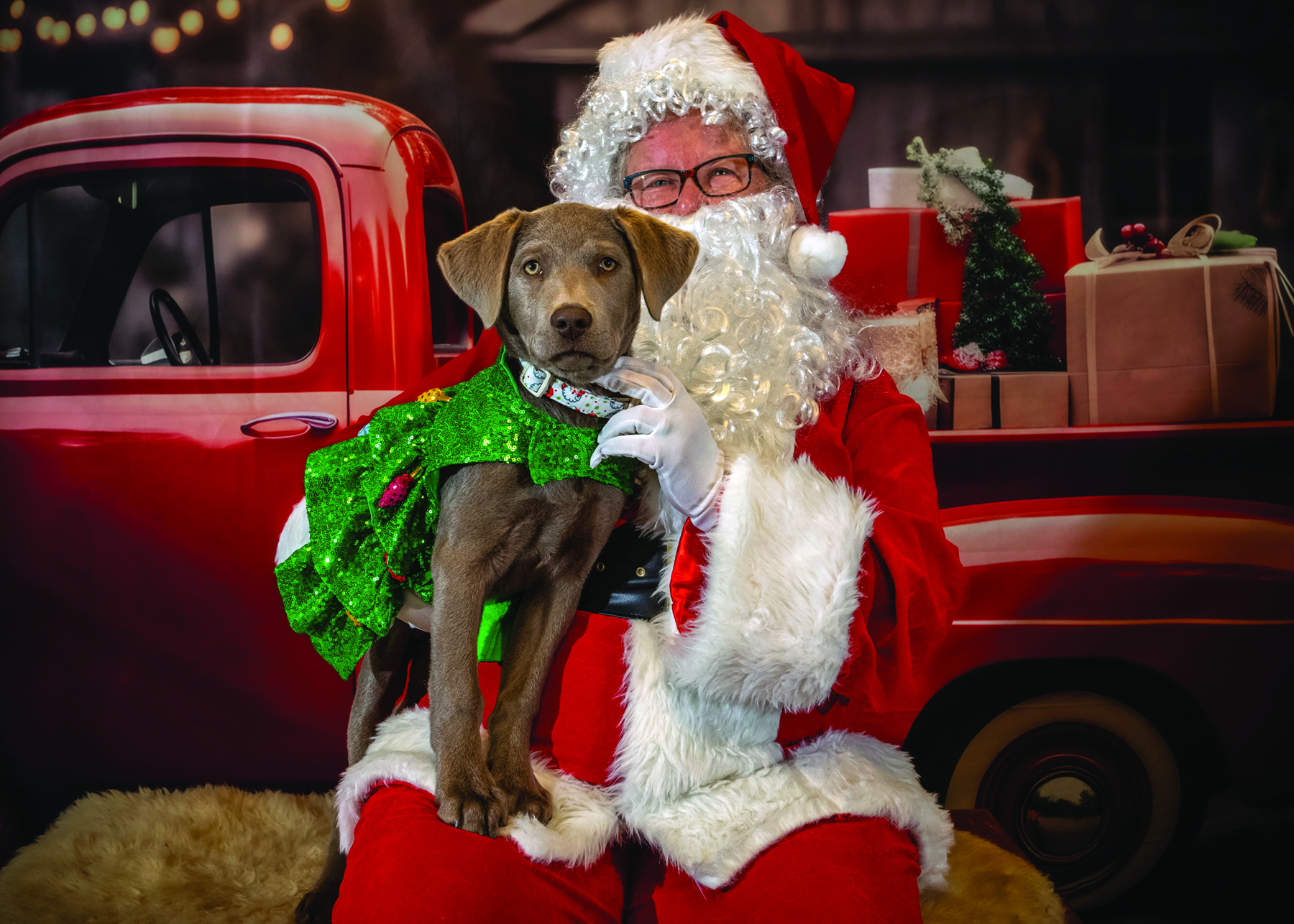 A gray puppy sits on the lap of Santa Claus