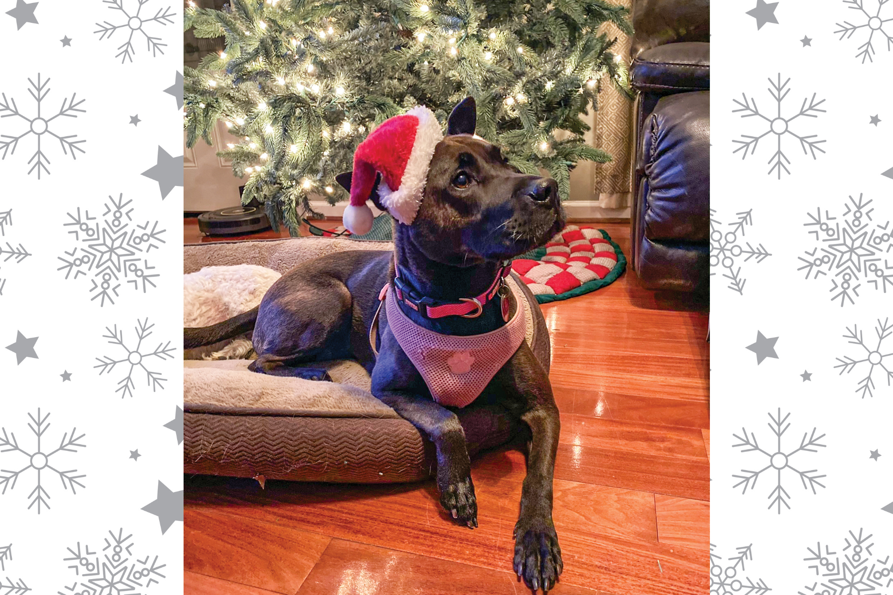 Beautiful black dog poses in front of a Christmas tree