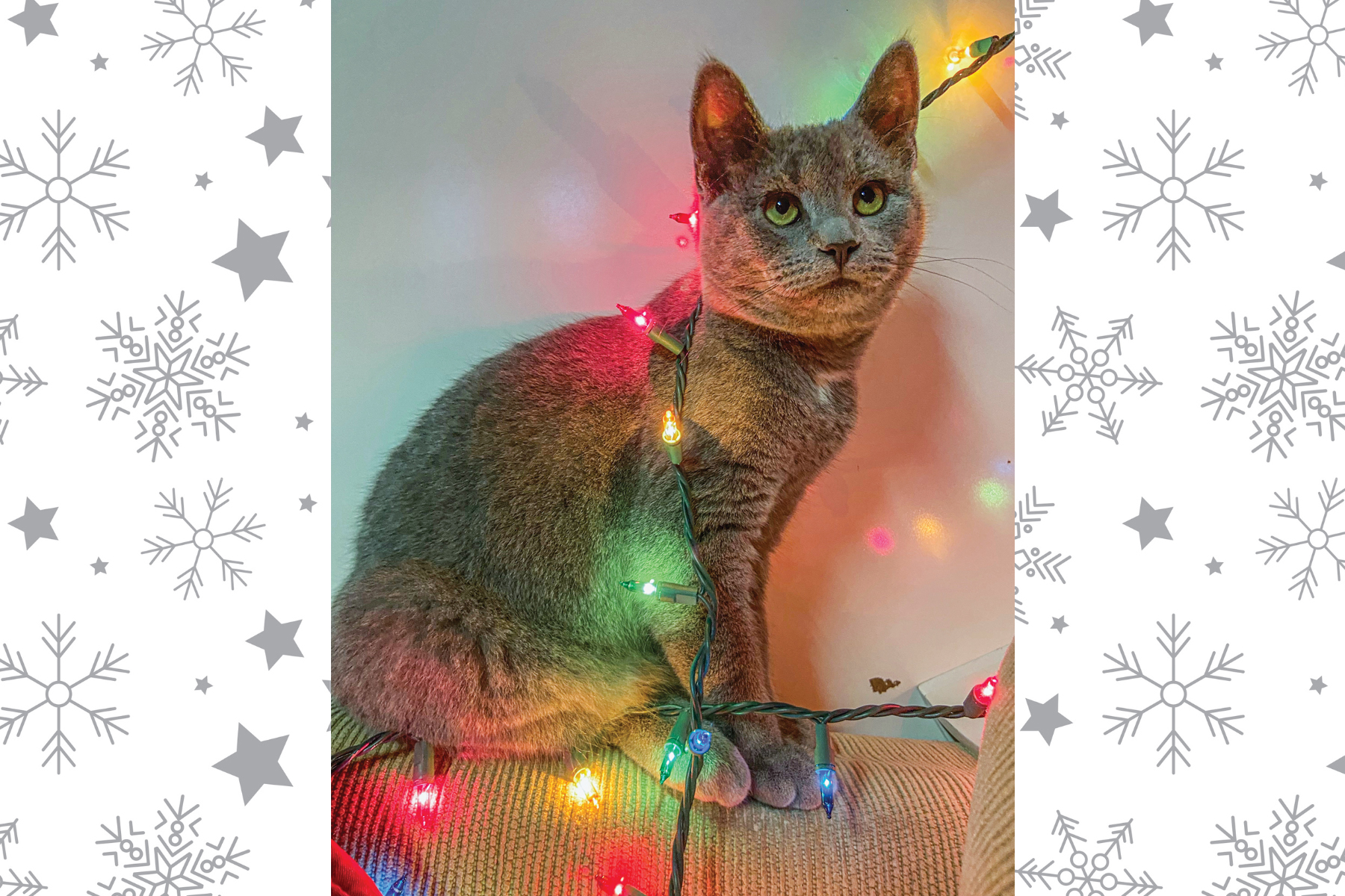 A pretty gray cat poses with a string of multicolored Christmas lights