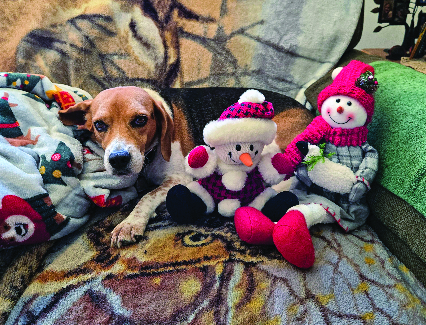 Beagle sits snuggled in a holiday blanket next to some festival snowmen decor