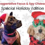 Two dogs wearing Santa hats and holiday gear