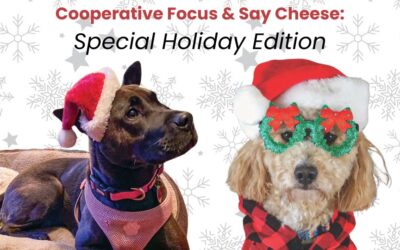 Home Fur the Holidays