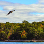 An eagle soars over Smith Mountain Lake on a clear day.